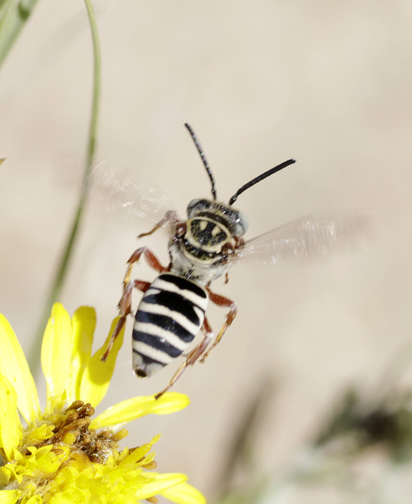 Placopyge
