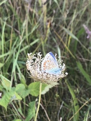 Polyommatus icarus