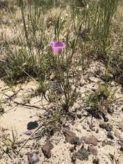 Calochortus striatus