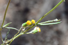 Senecio leptophyllus