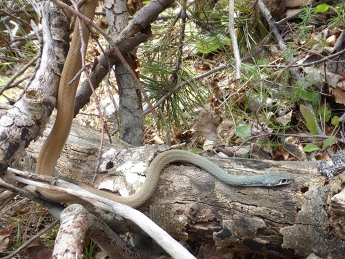 Šilac (Platyceps najadum)