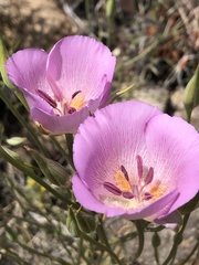 Calochortus striatus