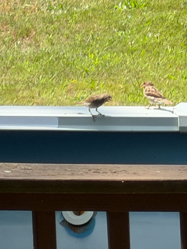 House Sparrow