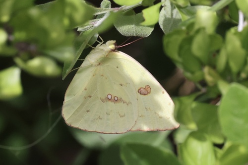 Cloudless Sulphur