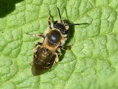 Andrena dorsata