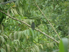 Amblycercus holosericeus