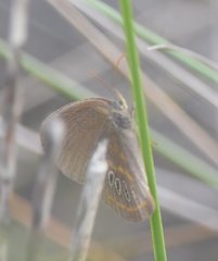 Neonympha areolatus