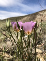 Calochortus striatus
