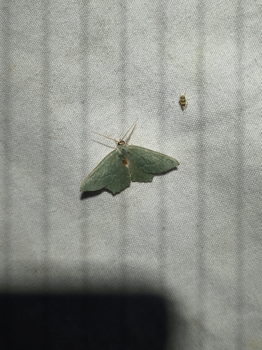 Common Emerald