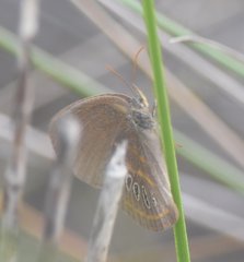 Neonympha areolatus