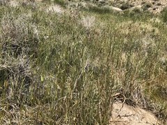 Calochortus striatus