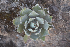Agave guadalajarana