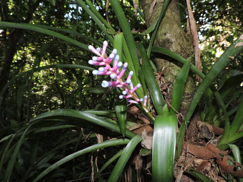 Aechmea gamosepala