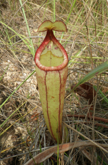 Nepenthes smilesii