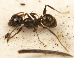 Pheidole capensis