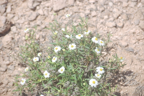 Blackfoot Daisy