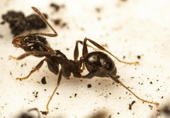 Pheidole capensis