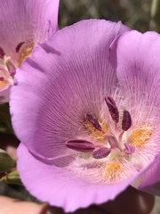 Calochortus striatus