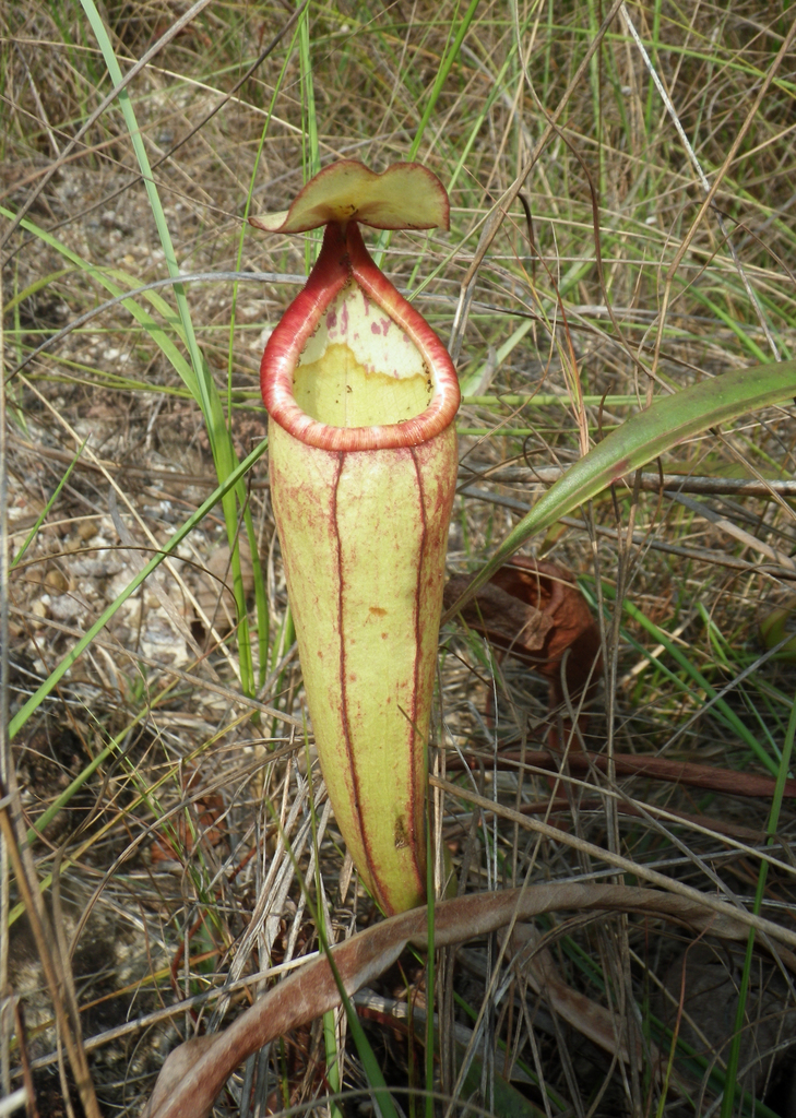 Nepenthes smilesii, Cambodia, Koh Kong Province, an open savannah on sandstone rocks ('veal') on the road to Thma Bang