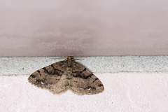 Anectropis semifascia