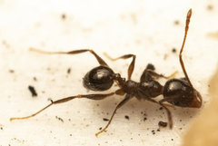 Pheidole capensis