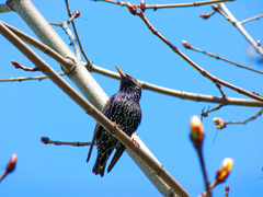 Sturnus vulgaris