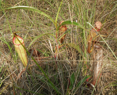 Nepenthes smilesii
