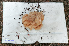 Pheidole capensis