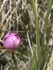 Calochortus striatus