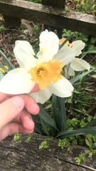 Narcissus poeticus