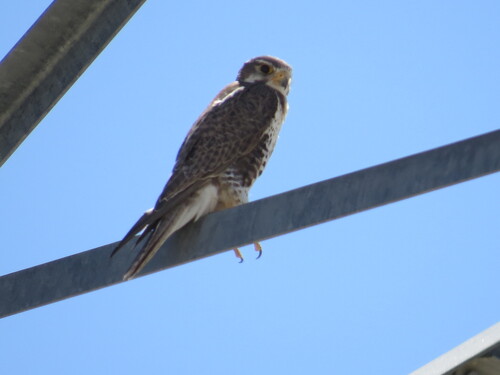 Prairie Falcon