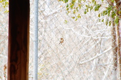 Cyanocompsa parellina