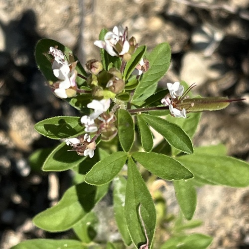 redwhisker clammyweed