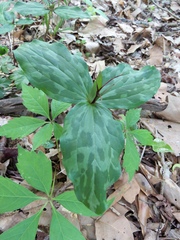 Trillium gracile