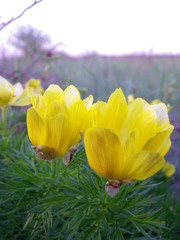 Adonis volgensis