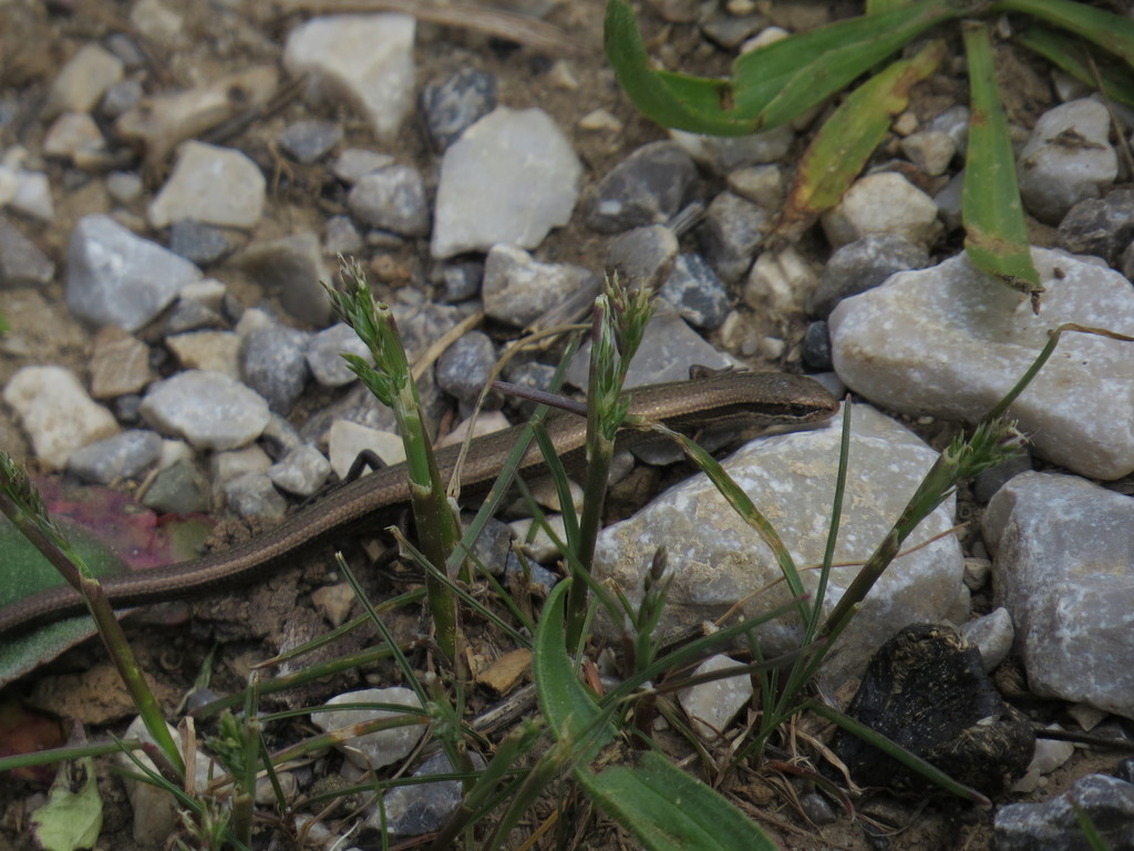 Chernov's Skink