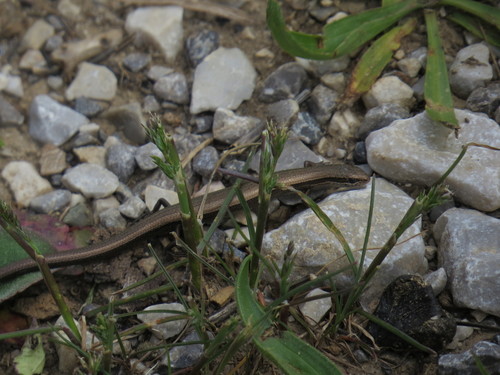Chernov’s Skink, Ablepharus chernovi