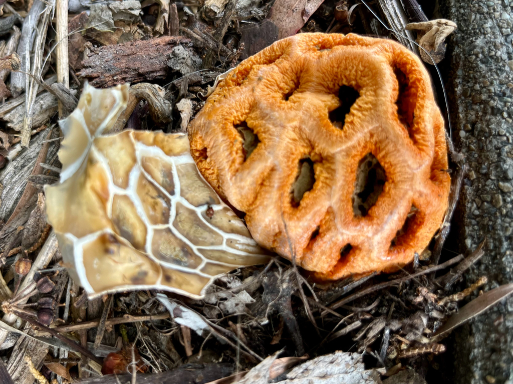 red-cage fungus · June 2026 · photo: Photo: (c) Jeff Harter, some rights reserved (CC BY-SA) · iNaturalist