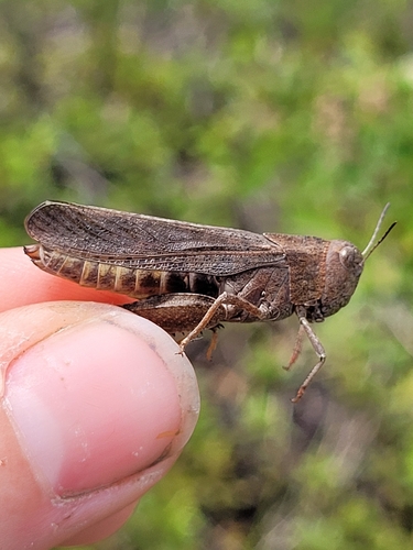 Speckle-winged Rangeland Grasshopper