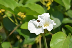 Odonellia hirtiflora