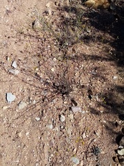 Senecio leptophyllus