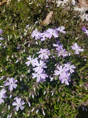 Phlox subulata