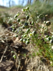 Spergula morisonii
