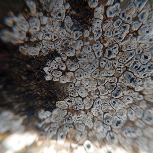 Chiseled Sunken Disk Lichen