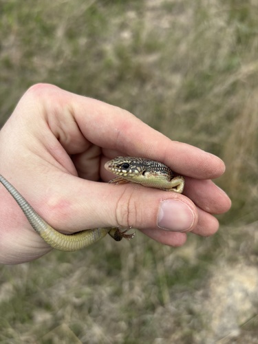 Great Plains Skink