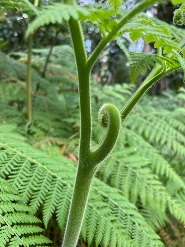Hypolepis dicksonioides observed 2026-06-12