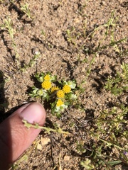 Eriophyllum pringlei