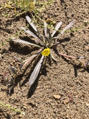 Camissoniopsis pallida