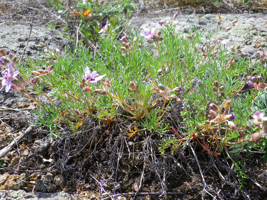 Erodium beketowii
