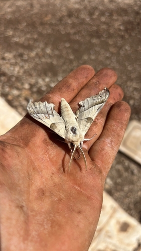 Oak Hawkmoth